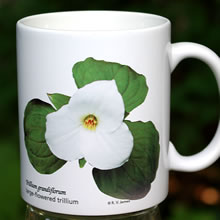 mug trillium 8136.jpg